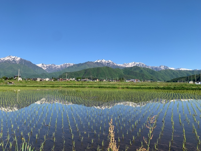 信濃大町の水田と北アルプス